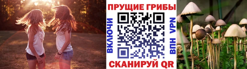 купить наркоту Кубинка Псилоцибиновые грибы Psilocybe